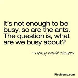 busy ants